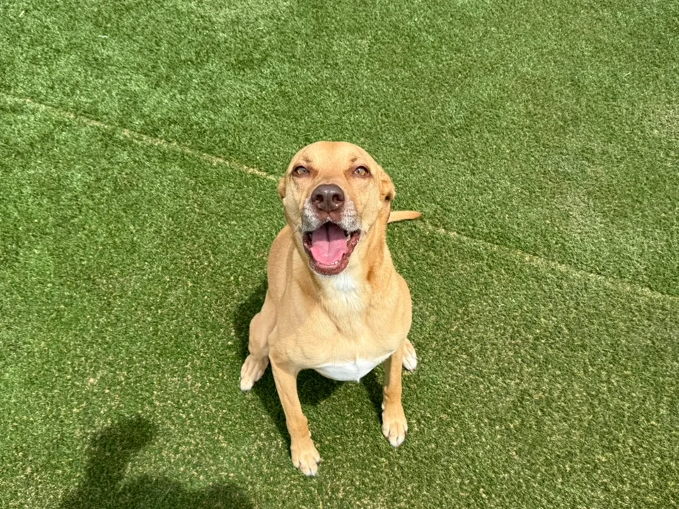 Daycare dogs at Eastern Iowa Pet Resort
