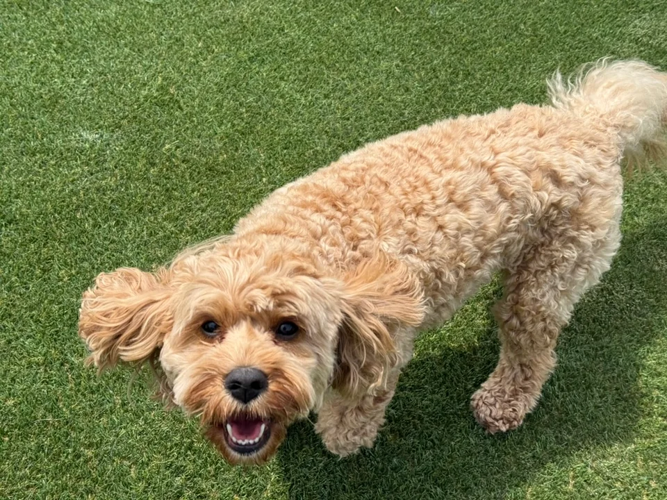 Daycare dogs at Eastern Iowa Pet Resort