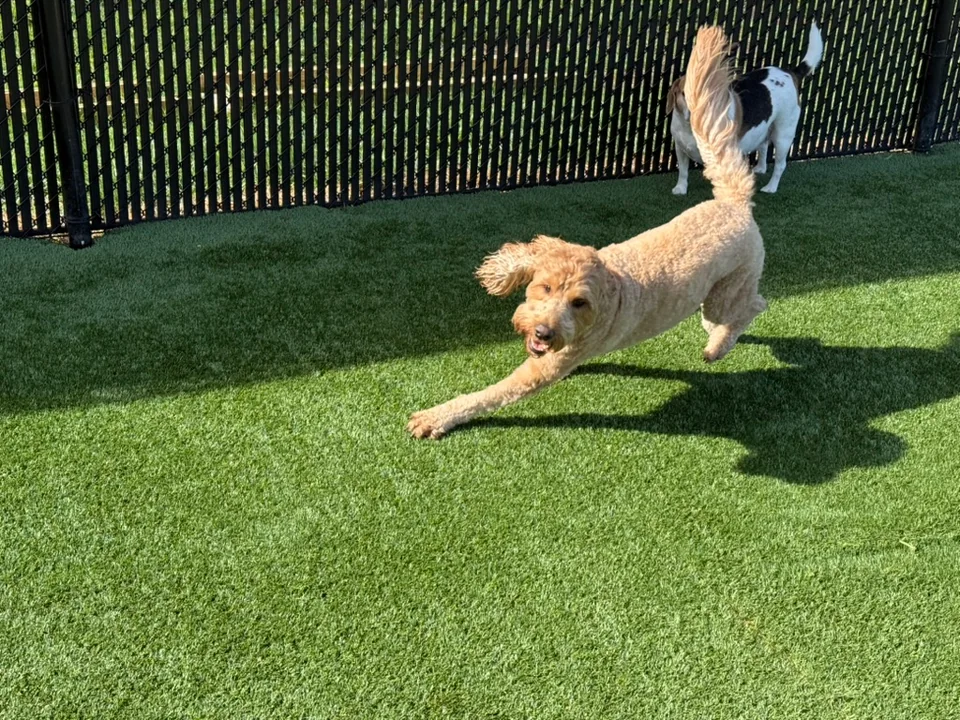 Daycare dogs at Eastern Iowa Pet Resort