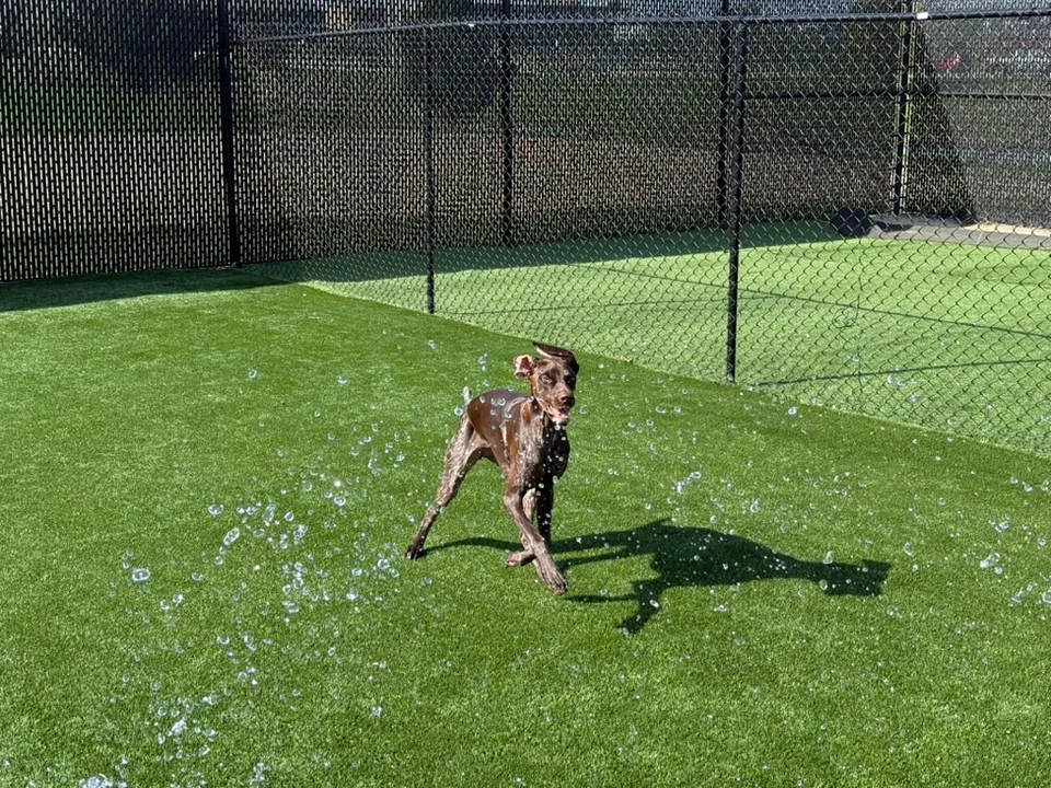 Daycare dogs at Eastern Iowa Pet Resort