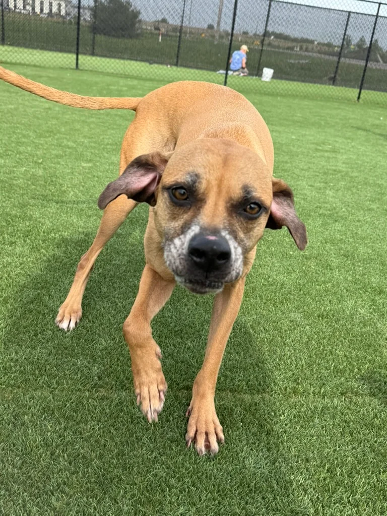 Daycare dogs at Eastern Iowa Pet Resort