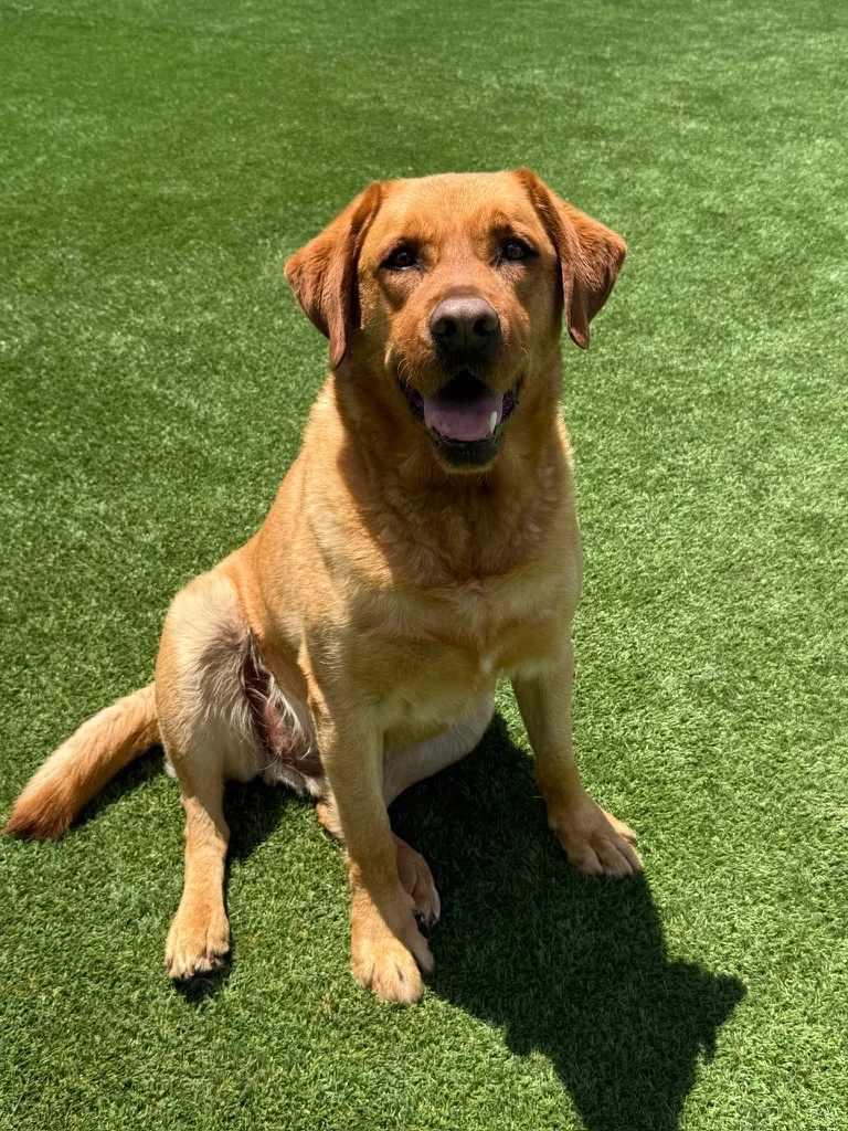 Daycare dogs at Eastern Iowa Pet Resort
