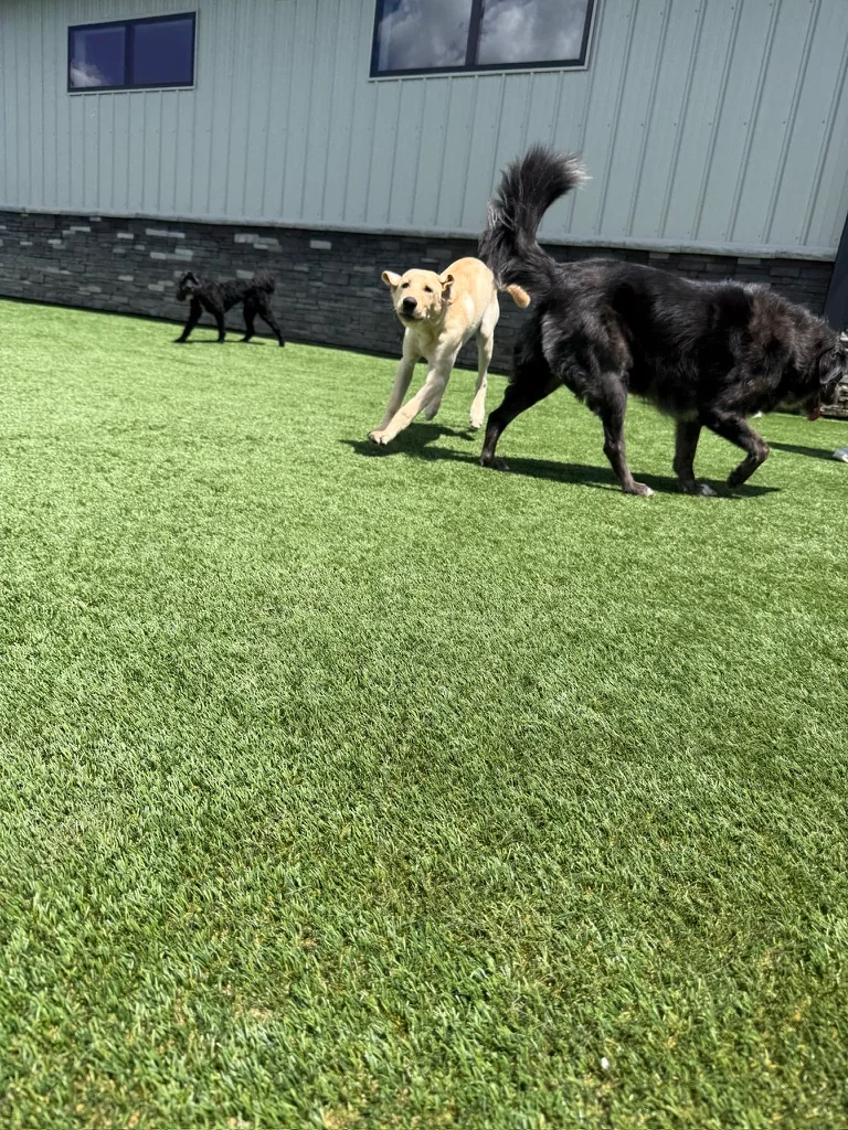Daycare dogs at Eastern Iowa Pet Resort
