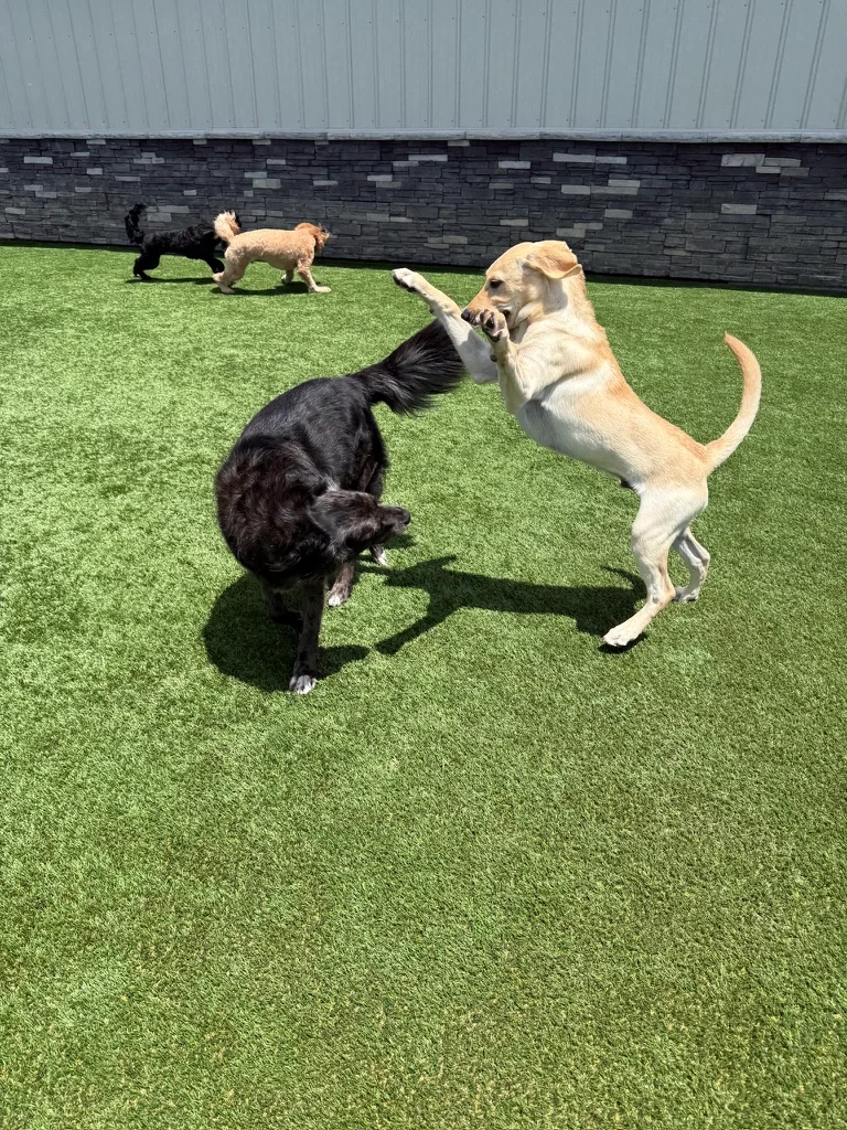 Daycare dogs at Eastern Iowa Pet Resort