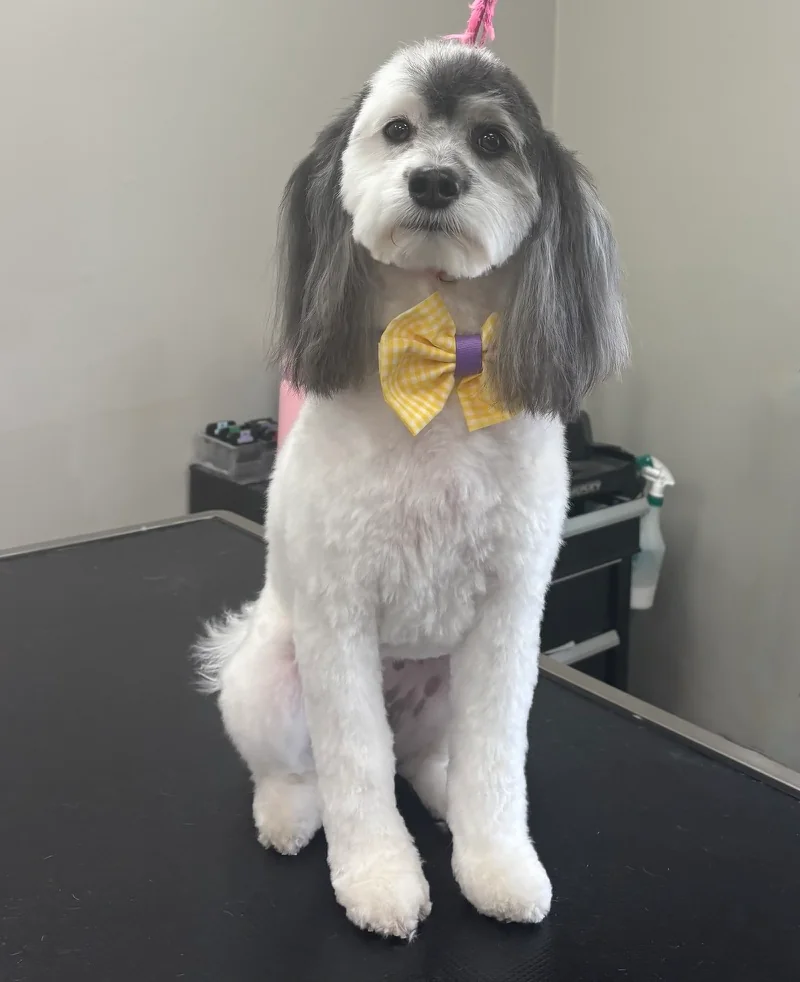Fresh full groom cut on a dog wearing a yellow bow tie