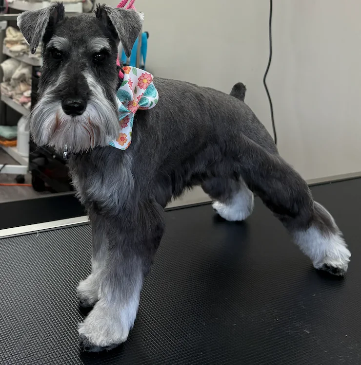 Freshly groomed schnauzer standing on a grooming table