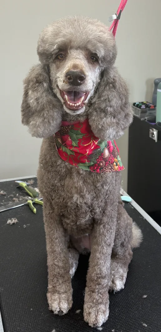 Black scottie dog after grooming
