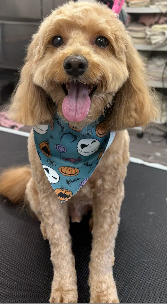 Black and tan dog after grooming