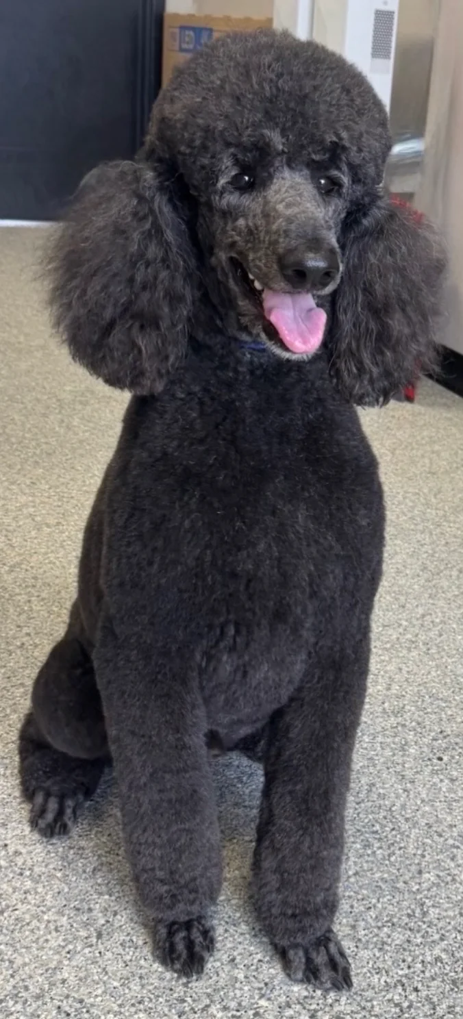Small gray dog smiling after grooming with a blue bandana