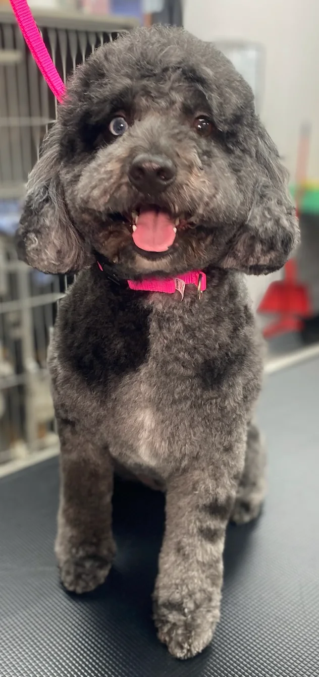 Small white dog with a red bow after grooming