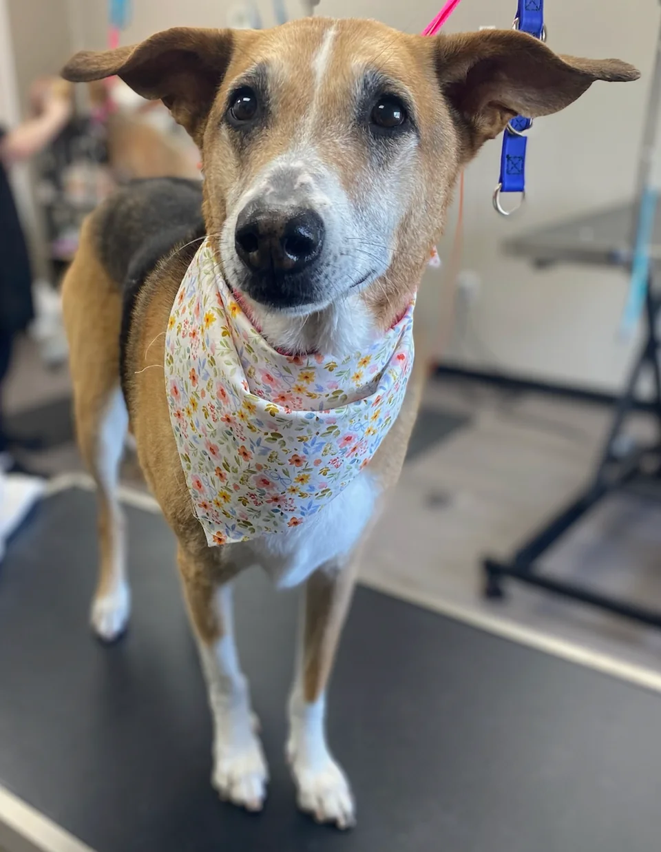 Gray and white dog after grooming on a grooming table