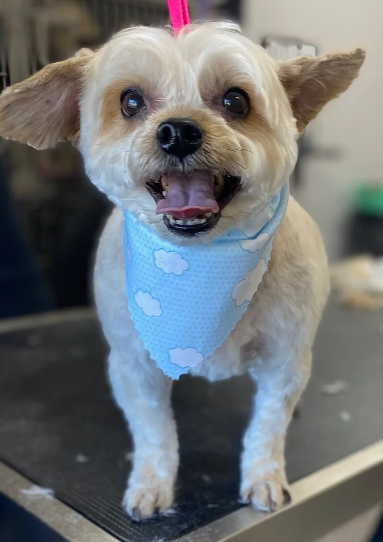 Tan poodle wearing a blue bandana after grooming