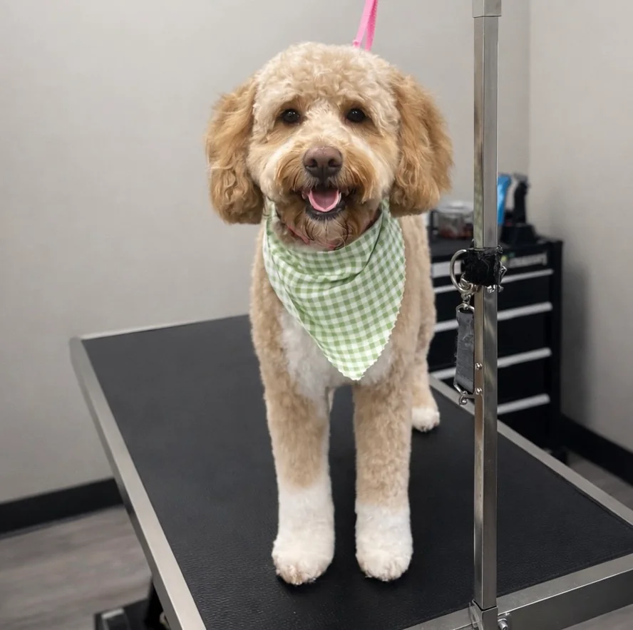 Freshly groomed dog standing on a grooming table