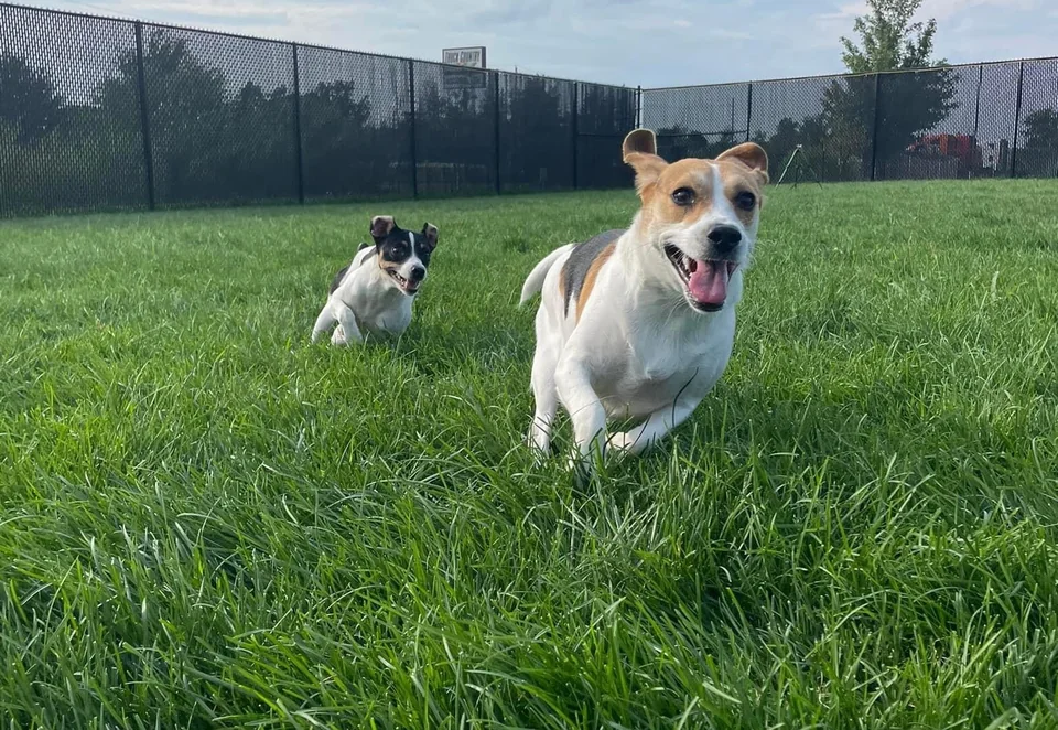 Dogs playing during daycare