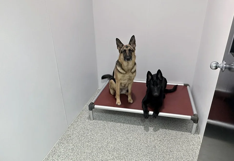 Dogs resting in a clean lodging suite