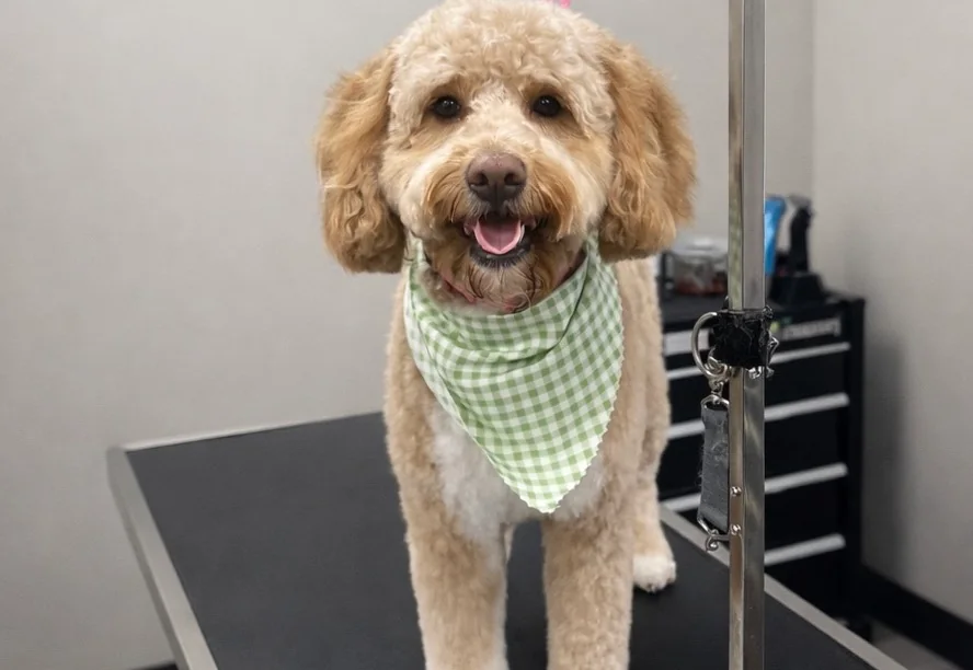 Freshly groomed dog on a grooming table