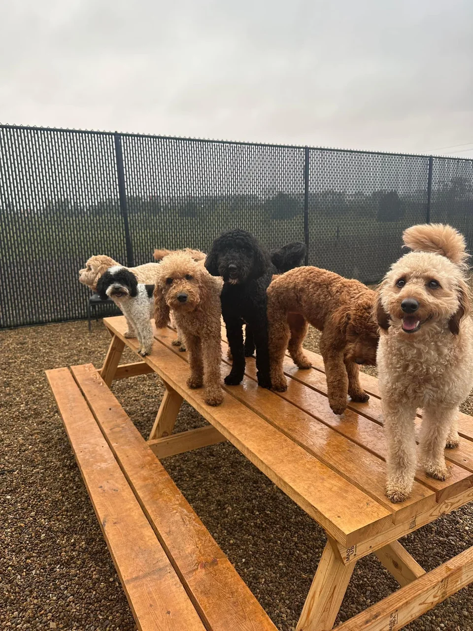 Comfortable resort lodging space at Eastern Iowa Pet Resort