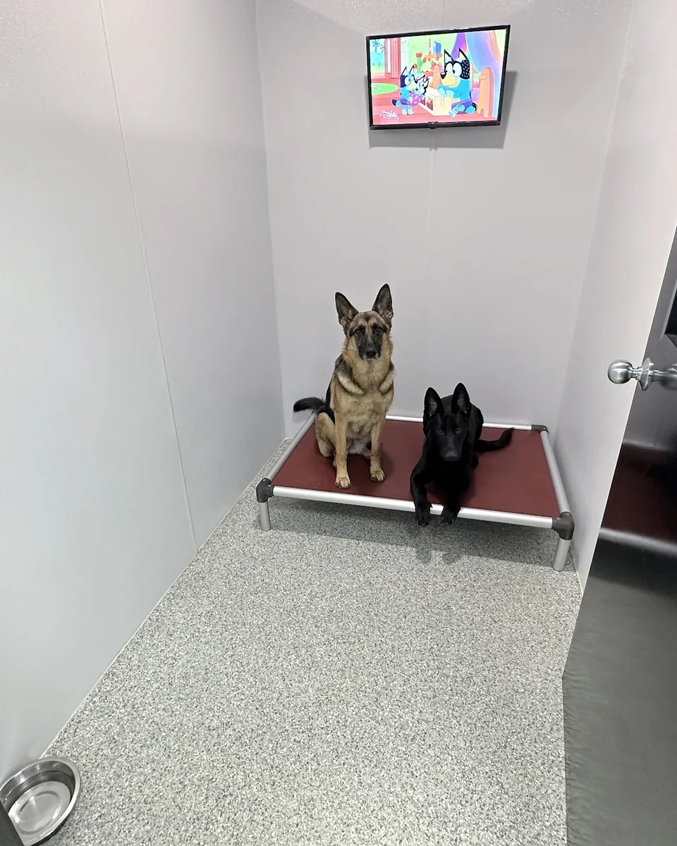 Private 5 by 8 boarding suite with a full metal door and TV