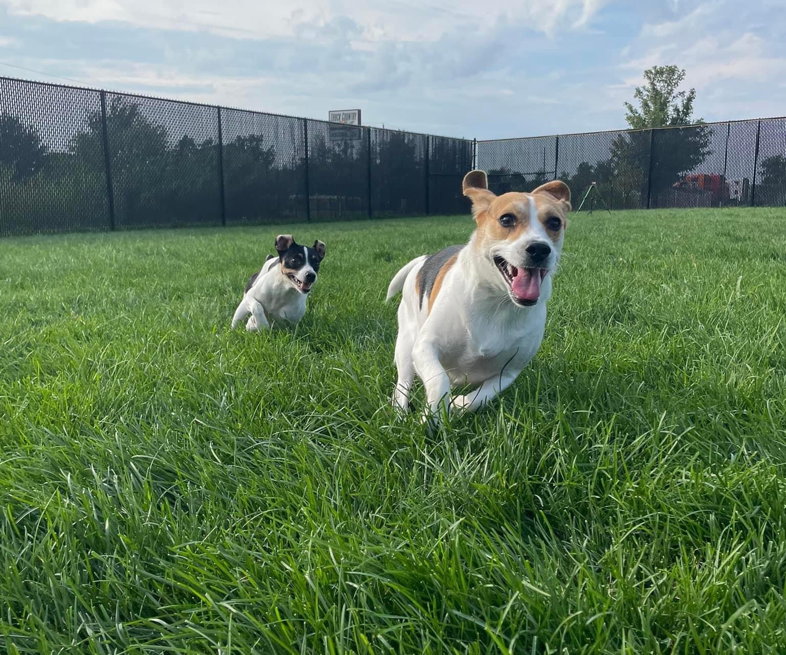 Outdoor daycare play yard at Eastern Iowa Pet Resort