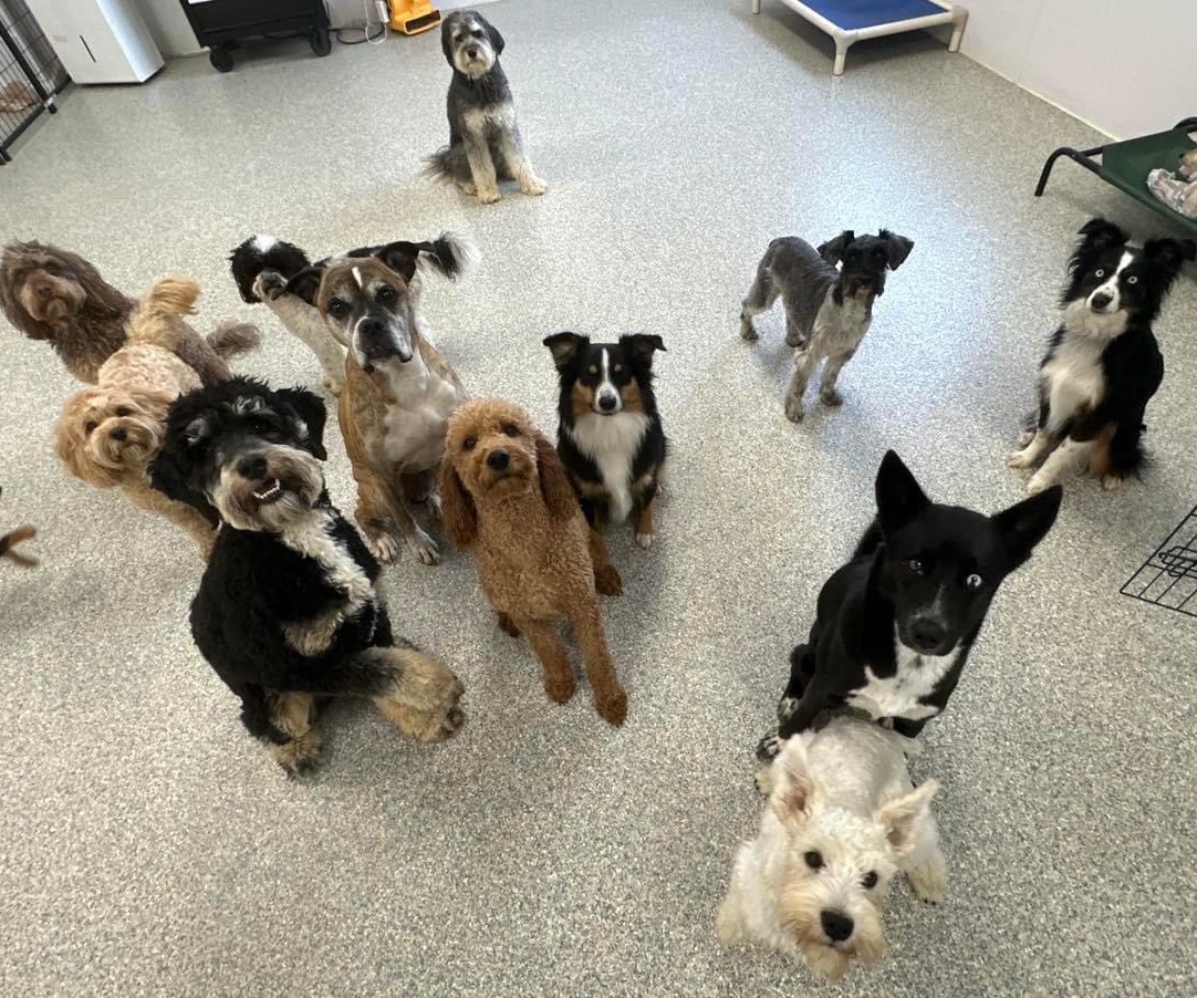 Indoor daycare play group at Eastern Iowa Pet Resort