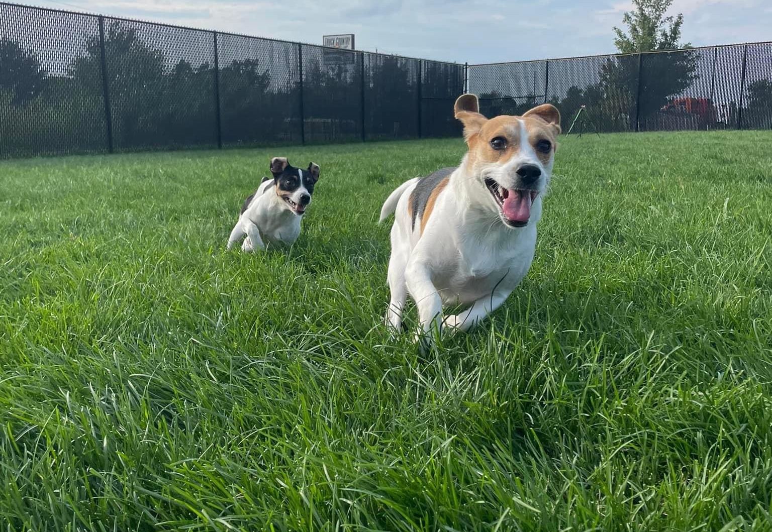Dogs playing during daycare