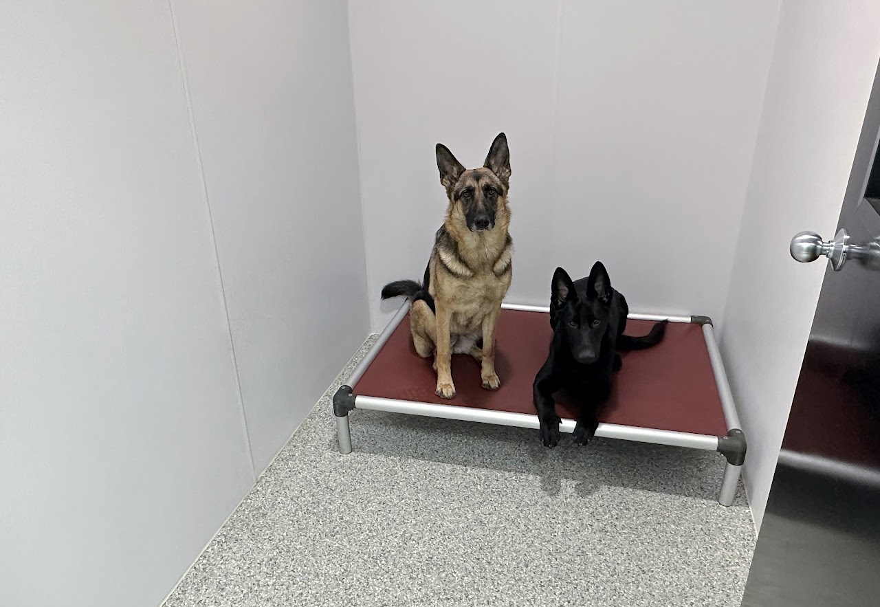 Dogs resting in a clean lodging suite
