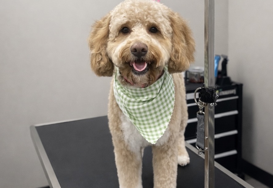 Freshly groomed dog on a grooming table